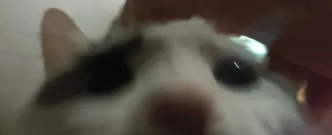 Кот слишком близко