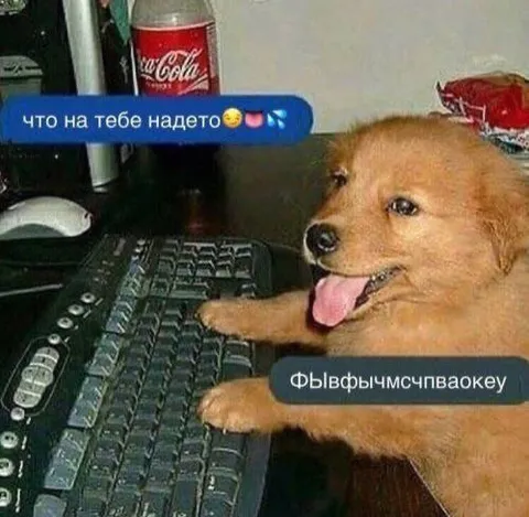 Собака отвечает на вопрос о наряде