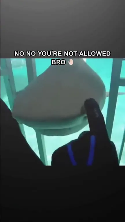 Shark Is Not Allowed Bro