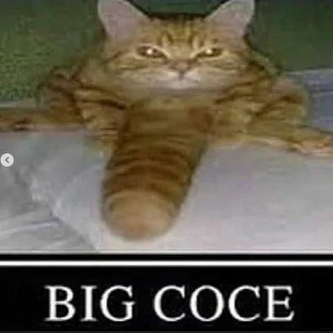 Big Coce Cat