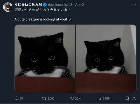 こちらを見つめる黒猫
