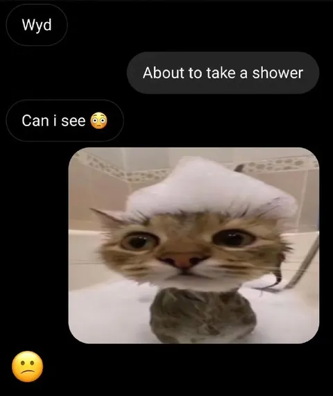 Can I See Your Shower Cat