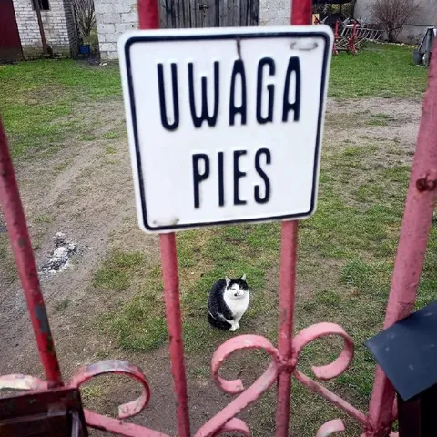 Uwaga, pies — a tam kot