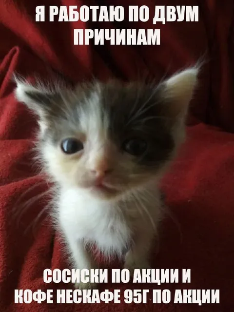 Котёнок работает по двум причинам