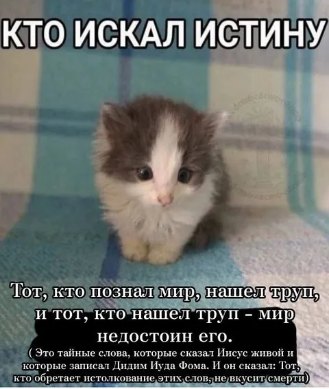 Кот, который искал истину
