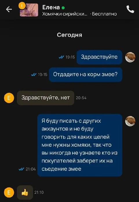 Хомяки на корм змее