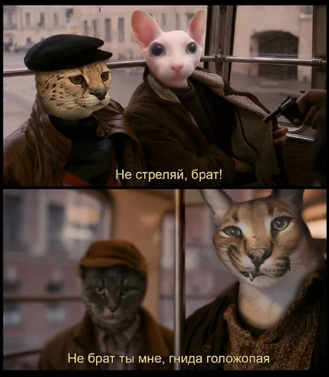 Коты в вагоне поссорились