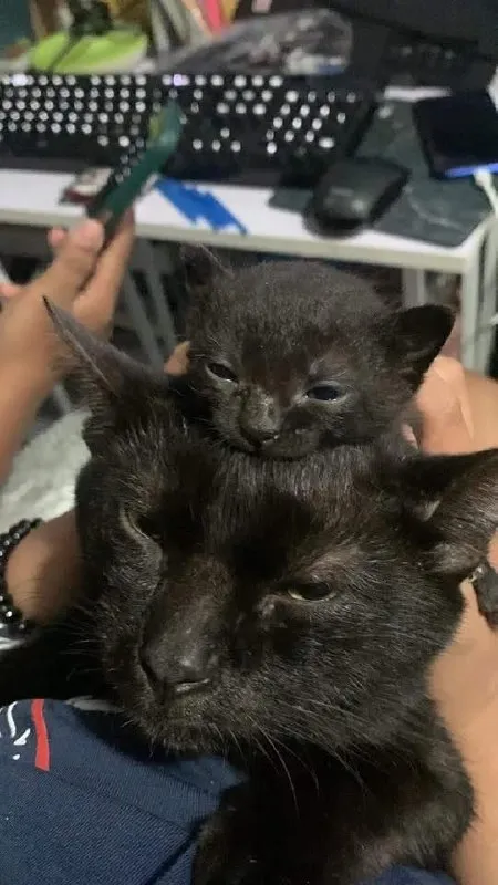 Котёнок на большом коте