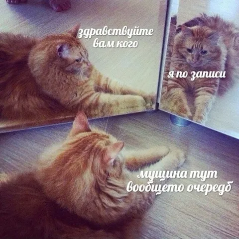 Кот записался на приём