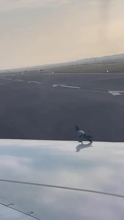 Paloma paseando en el avión