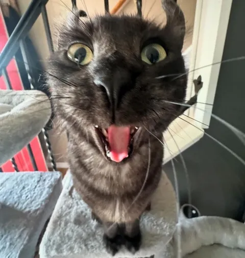 Кот в шоке кричит