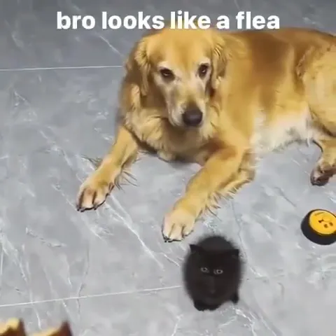 Bro Looks Like a Flea