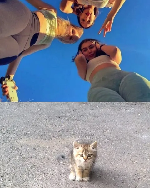 Котёнок смотрит снизу вверх