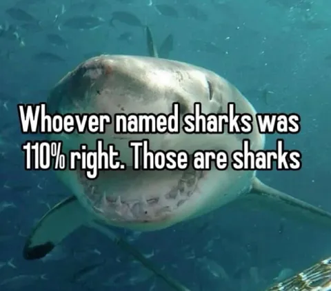 Sharks Are Definitely Sharks