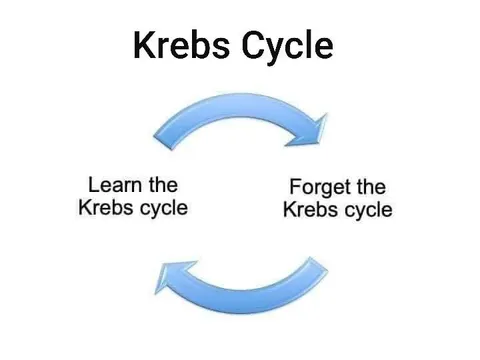 Krebs Cycle Forgetting Loop