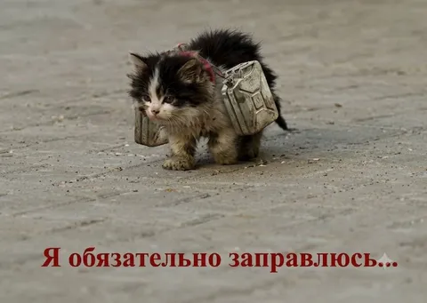 Котёнок обязательно заправится