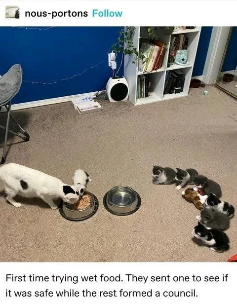 Kittens Form a Food Council