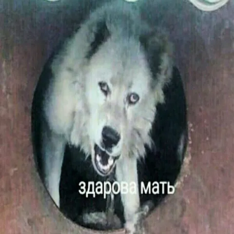 Здарова мать