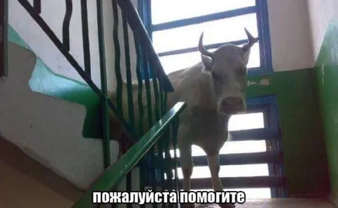 Корова застряла на лестнице
