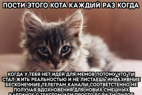 Пости этого кота каждый раз