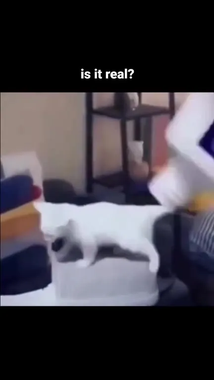 Is It Real Cat Magic