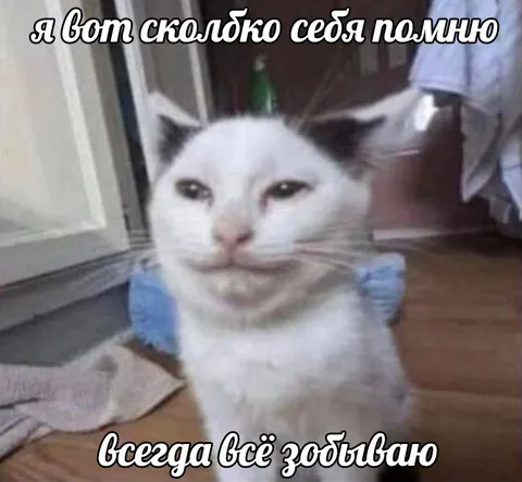 Кот, который всё забывает