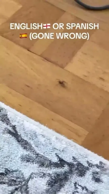 English or Spanish Spider