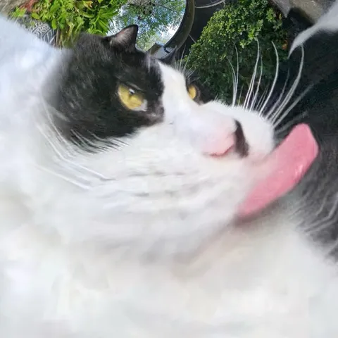 Кот с высунутым языком