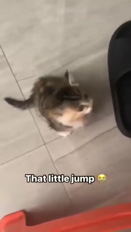 That Little Jump Kitten