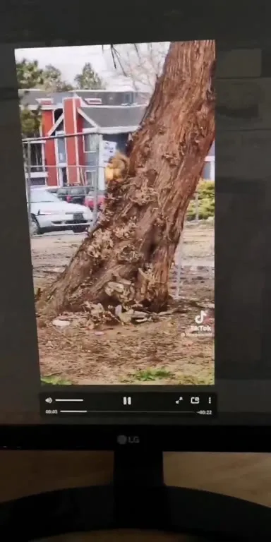 Squirrel Asking for Croissant