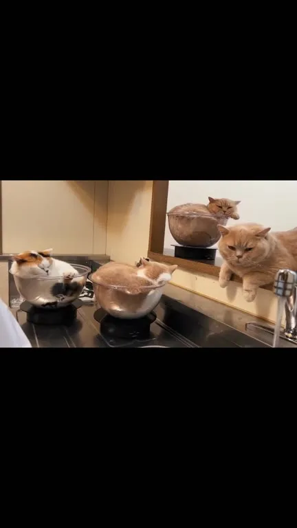 Коты принимают ванну в мисках