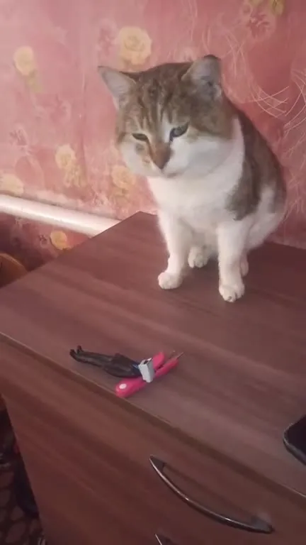 Кот смотрит на игрушечный пистолет