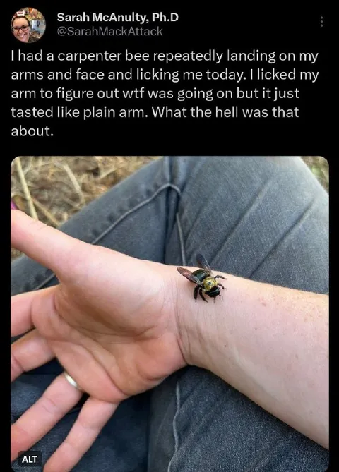 Carpenter Bee Tastes Human Arm