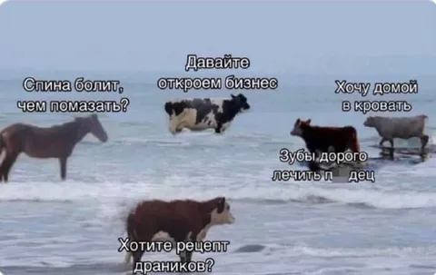 Коровы открывают бизнес в море