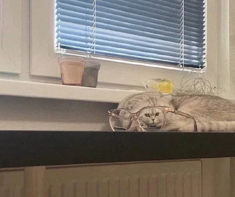 Кот в слишком больших очках