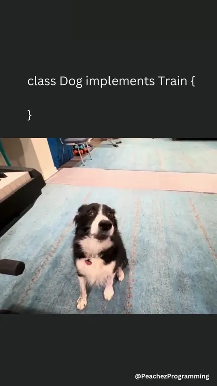 Dog Implements Train