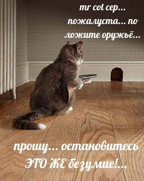 Кот просит положить оружие