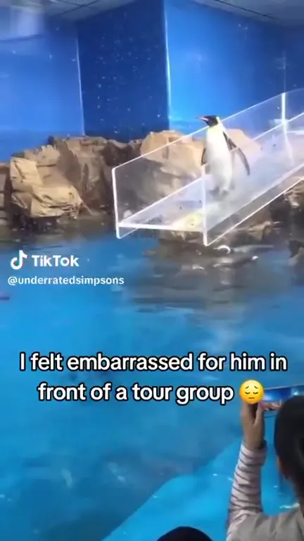 Penguin Slips in Front of Tourists