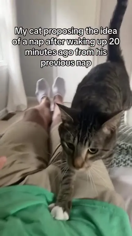 Cat Wants Another Nap