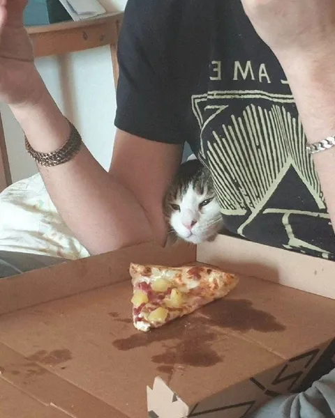 Кот прячется рядом с пиццей