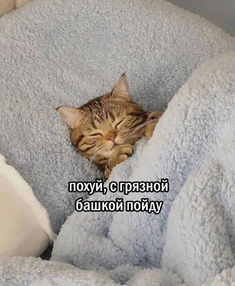 Кот с грязной башкой