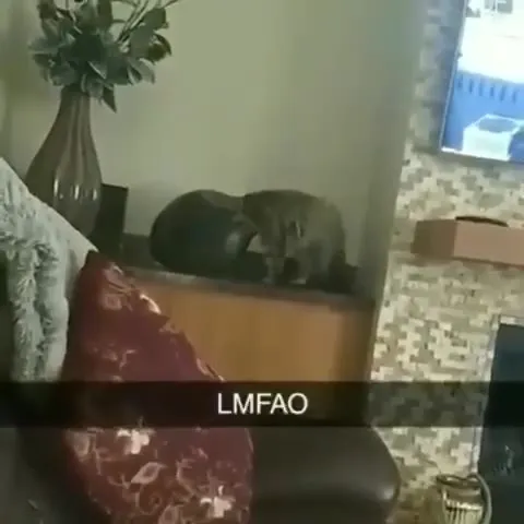Cat Falls Off the Cabinet