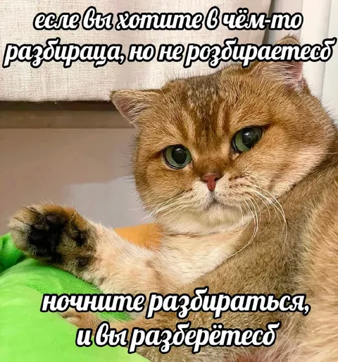 Кот, который разберётся