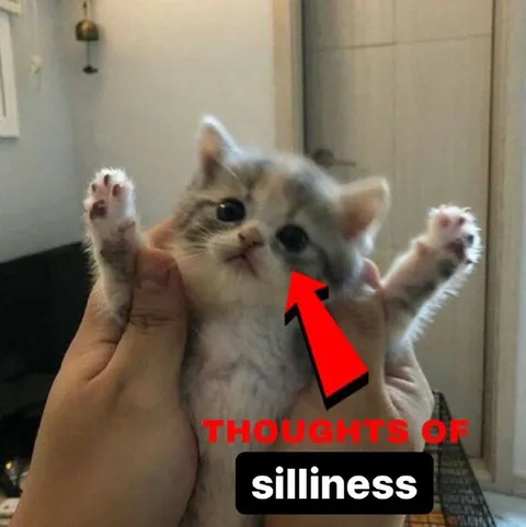 Kitten Thoughts of Silliness