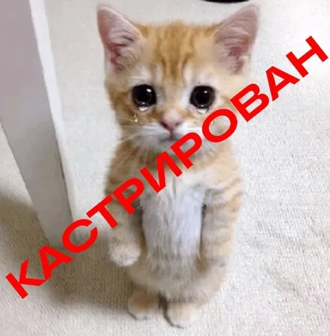 Кастрированный плачущий котёнок