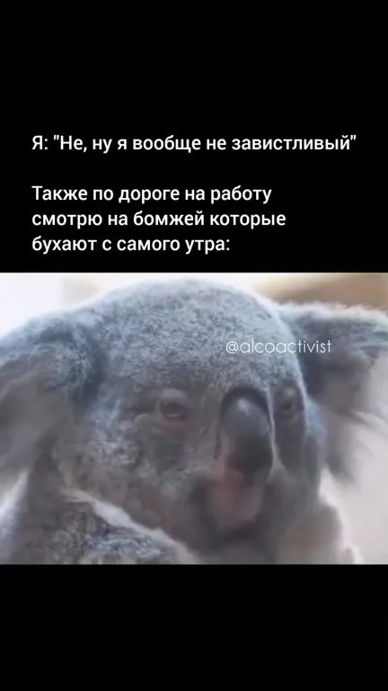 Коала совсем не завистливый