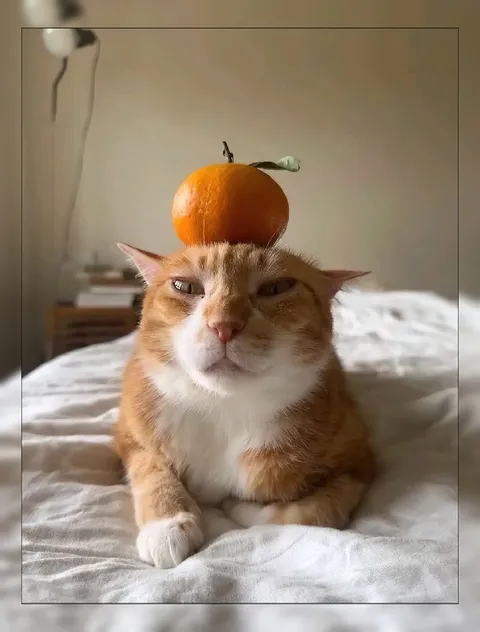 Кот с мандарином на голове