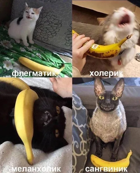 Коты и четыре темперамента