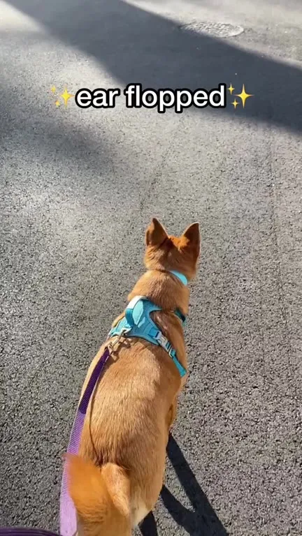 Ear-Flopped Dog Walk