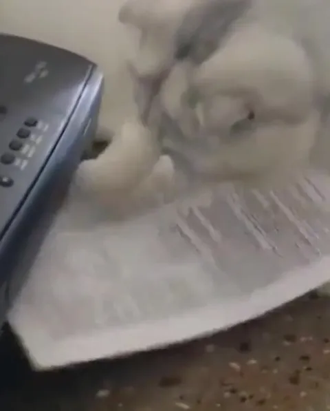 Кот воюет с принтером